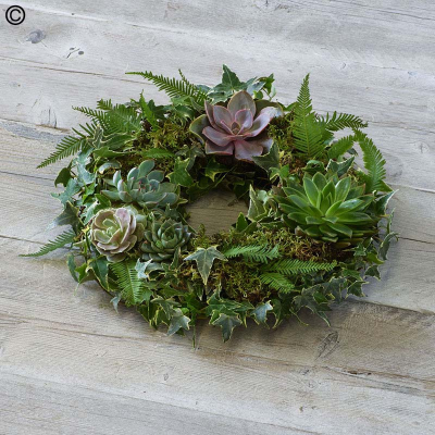 Living Succulent Wreath - Made using a wire and moss base (with no floral foam) this wreath isn't just beautiful, it's eco-friendly. Featuring stunning succulents it's designed to live on after the service.

Approximate Product Dimensions:
Width: 35cm, Height: 10cm.